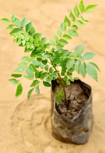 Curry Leaf Plant (Meethi Neem) – Fresh & Healthy Plant for Home Gardening